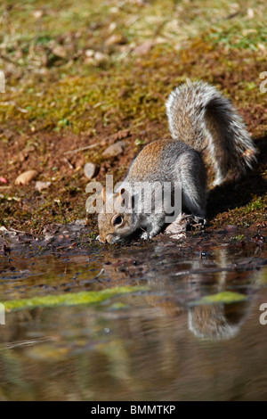 Grey squirrel (sciurus carolinensis) drinking at garden pond Stock Photo