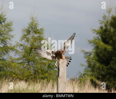 Kestrel (Falco tinnunculus) female landing on fence post Stock Photo