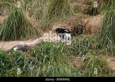 MAGPIE PICA PICA EATING DEAD RABBIT BY ROADSIDE Stock Photo - Alamy