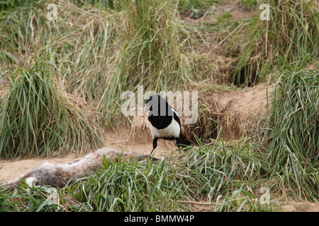 MAGPIE PICA PICA FEEDING AT DEAD RABBIT Stock Photo - Alamy