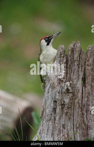 Green woodpecker (Picus viridis) female perching on fence Stock Photo