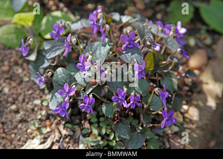 Dog violet (Viola riviniana) plants in flower Stock Photo