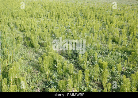Marsh horsetail (Equisetum palustre) plants growing in marsh Stock Photo