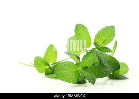 Fresh mint leaves isolated on white. Stock Photo