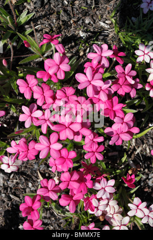 Rhodohypoxis shell pink close up of flowers Stock Photo