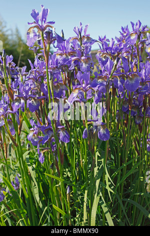 Iris sibirica Tycoon plants in flower Stock Photo