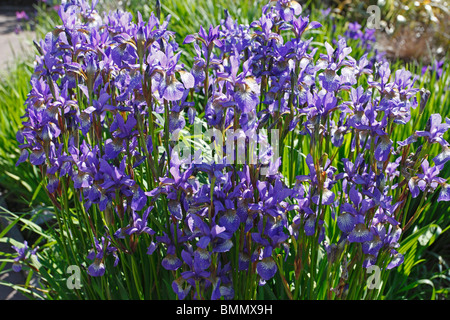 Iris sibirica Tycoon plants in flower Stock Photo