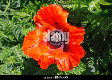 Papaver orientale Beauty of Livermere close up of flower Stock Photo