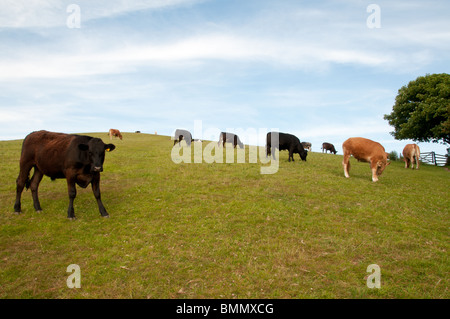 cows in a field grazing Stock Photo