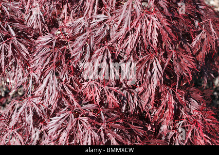 Acer palmatum var dissectum Crimson queen close up of leaves Stock Photo