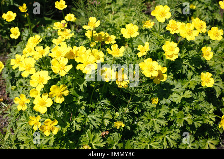 Trollius acaulis plants in flower Stock Photo