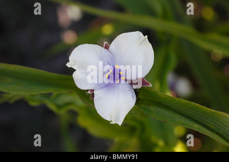 Tradescantia x andersoniana close up of flower Stock Photo