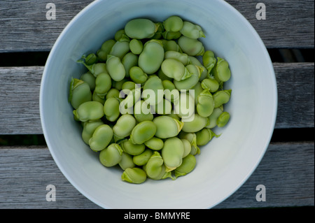 Shelled freshly-picked organic broad beans in a white bowl await cooking. Stock Photo