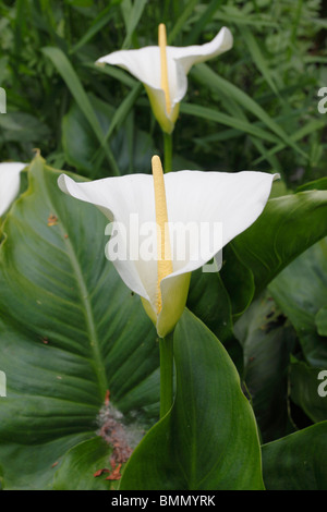 Arum lily (Zantedeschia aethiopica) plant in flower Stock Photo