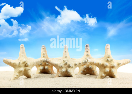 Row of seashells on the beach. Stock Photo