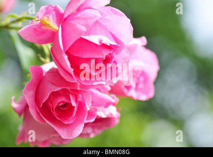 Rose "Pink Cloud" Stock Photo