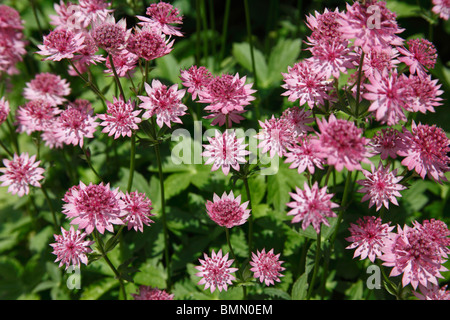 Astrantia major Roma plant in flower Stock Photo