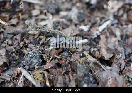violet ground beetle (Carabus violaceus) amongst leaf litter Stock Photo