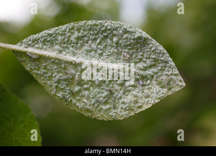 Mealy plum aphid (Hyalopterus pruni) cover the undersurface of plum leaf Stock Photo