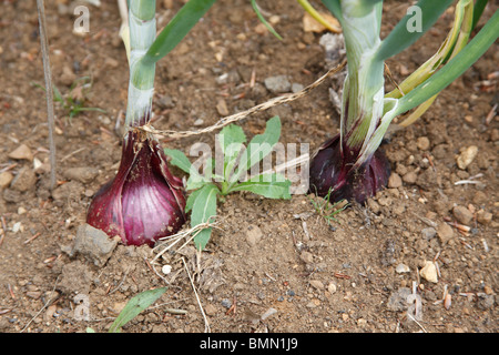 Onion (Allium cepa) Red baron close up of maturing bulb Stock Photo