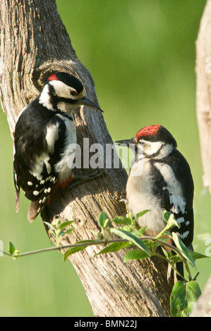 Greater Spotted Woodpecker (Dendrocopos major) sometimes called Great Spotted Woodpecker a native of the UK a woodland bird