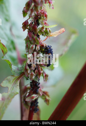 A Ladybird Larva Feeding On An Aphid Colony On A Young Pear Tree Shoot 