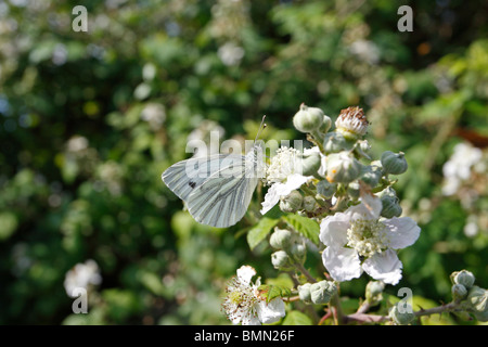Green viened white (Pieris napi) taking nectar from bramble Stock Photo