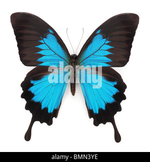 Blue butterfly isolated on white background Stock Photo