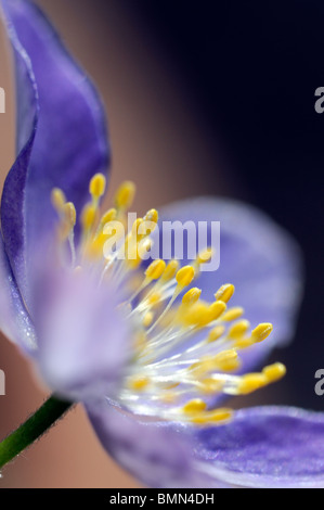 Wood anemone Anemone nemorosa bowles purple Ranunculaceae shade loving spring flower bloom blossom yellow stamen Stock Photo