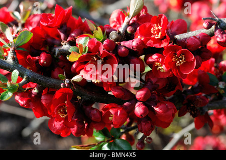 Flowering quince Chaenomeles  x superba fire dance cultivar hardy shrub red flowers spring flower bloom blossom Stock Photo