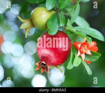 Branch with ripe pomegranate and pomegranate blossoms Stock Photo