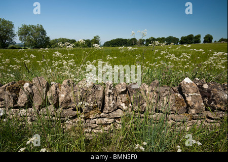A drystone wall separates fields in the Costswolds near Stow-on-the-Wold, Gloucestershire Stock Photo