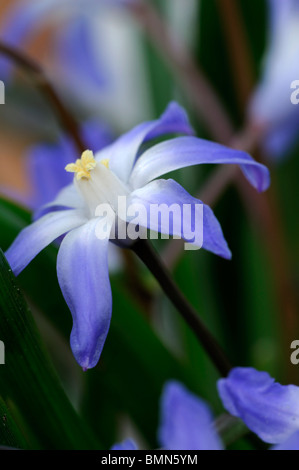 Scilla nana (also known as syn Chionodoxa nana or cretica) blue flower blue white blossom spring bloom Stock Photo