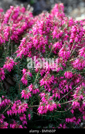 Erica Carnea Tanja Pink Winter Heath Winter Flowering Heather Spring erica-carnea-tanja-pink-winter-heath-winter-flowering-heather-spring