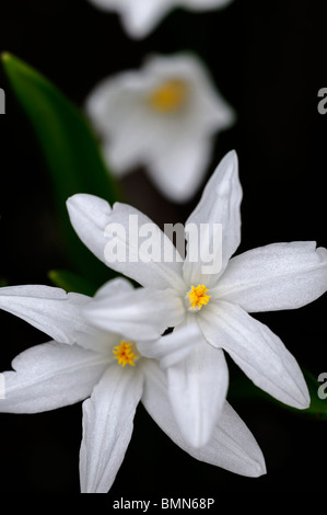 Chionodoxa luciliae alba syn Chionodoxa gigantea Scilla luciliae glory of the snow white blossoms spring flowers blooming Stock Photo