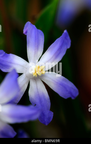 Scilla nana (also known as syn Chionodoxa nana or cretica) blue flower blue white blossom spring bloom Stock Photo