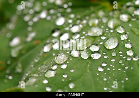 Water beading on Alchemilla mollis leaves after the rain. Stock Photo