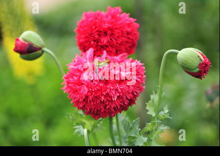 Papaver orientale Turkenlouis (Oriental Poppy) Stock Photo