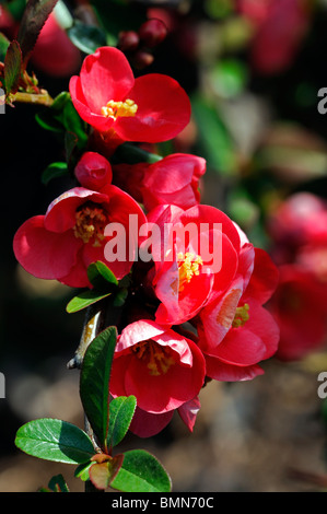 Flowering quince Chaenomeles x superba knaphill scarlet cultivar hardy shrub red flowers spring flower bloom blossom Stock Photo