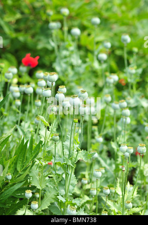 Poppy seed head Stock Photo