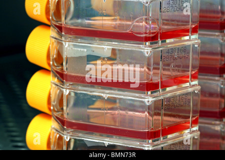 Cell culture growing viruses in an incubator Stock Photo