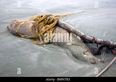 Deceased Immature Sea Lion 'yearling' , covered with kelp, deposited on beach. Stock Photo