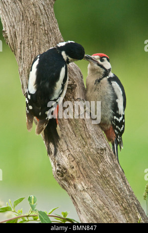 Greater Spotted Woodpecker (Dendrocopos major) sometimes called Great Spotted Woodpecker a native of the UK a woodland bird