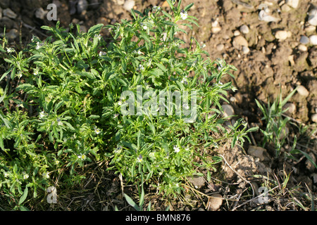 Field Pansy, Viola arvensis, Violaceae Stock Photo