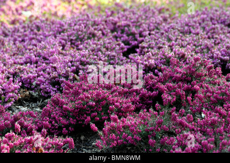 Erica carnea tanja pink Winter heath Winter Flowering Heather Spring heath syn. herbacea mediterranea Stock Photo