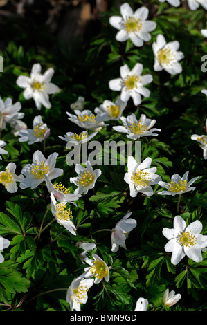 Anemone blanda Grecian Windflower tuberous perennial daisy-like spring blooming white flower blossom Stock Photo