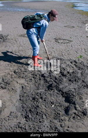 Geoduck clam digging on Washinton State's Puget Sound during a minus 3 ...