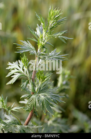 Mugwort or Common Wormwood, Artemisia vulgaris, Asteraceae (Compositae) Stock Photo