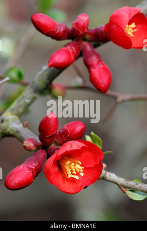 Flowering quince Chaenomeles  x superba boule de feu cultivar hardy shrub red flowers spring flower bloom blossom Stock Photo