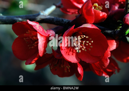 Flowering quince Chaenomeles  x superba boule de feu cultivar hardy shrub red flowers spring flower bloom blossom Stock Photo